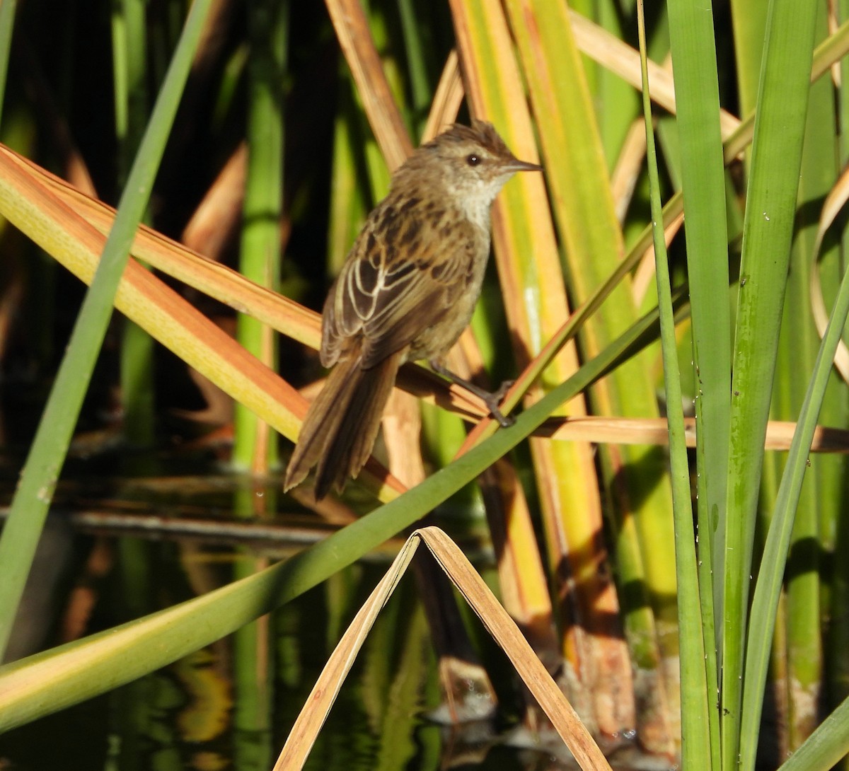 Little Grassbird - ML622388561