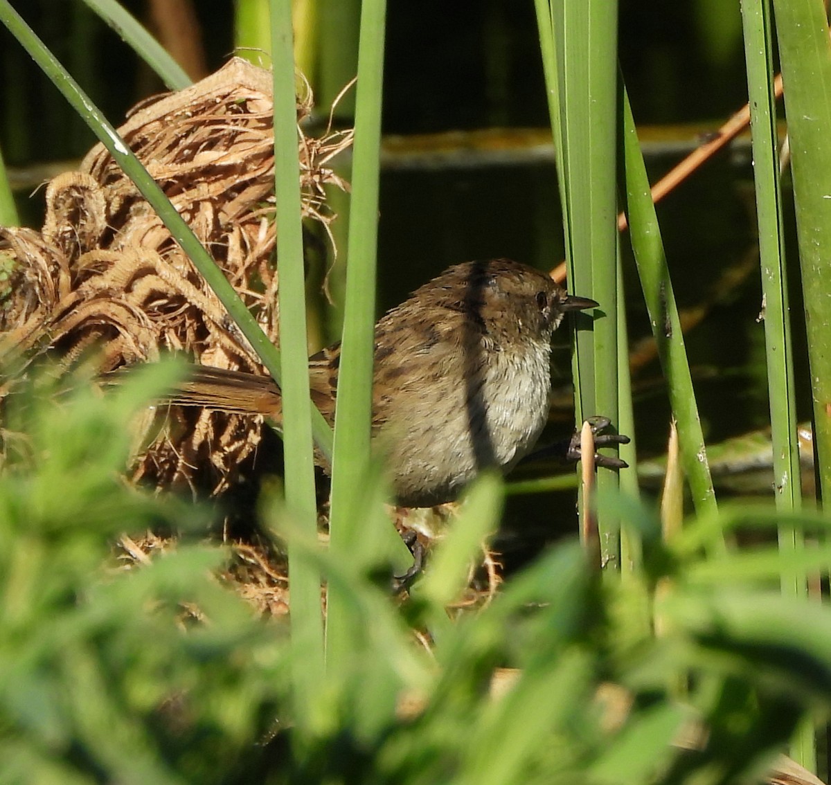 Little Grassbird - ML622388562
