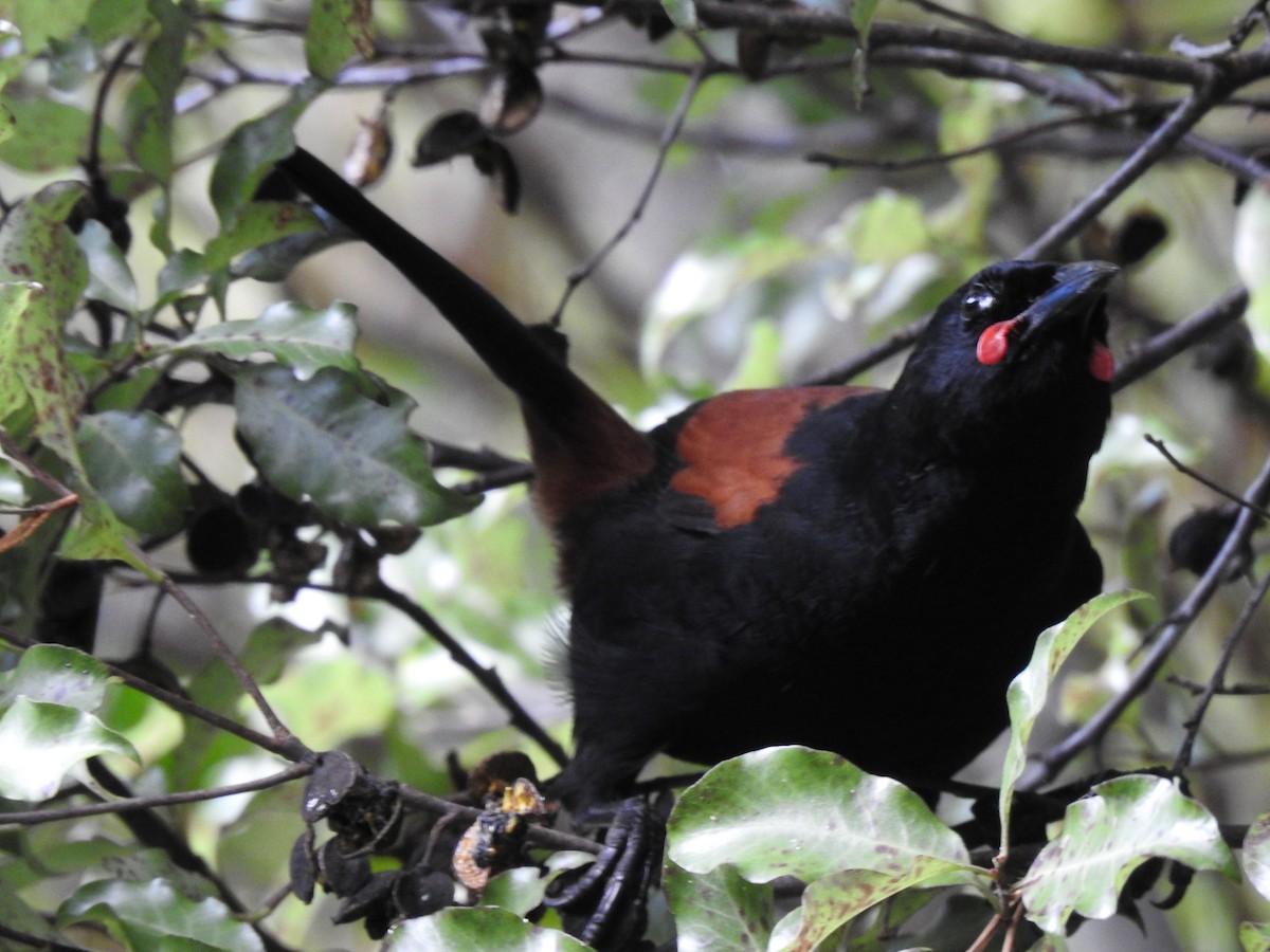 North Island Saddleback - ML622388579