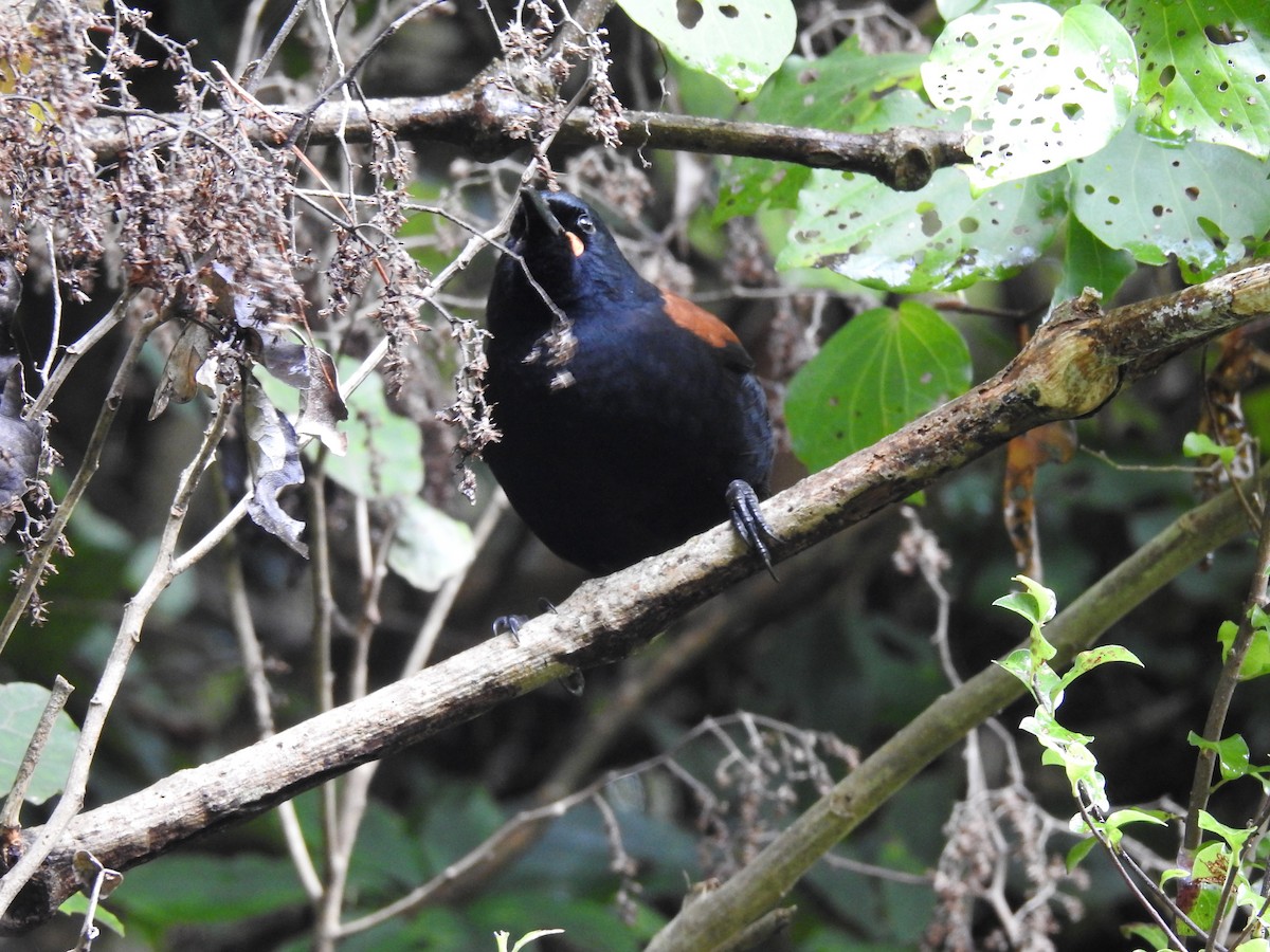 North Island Saddleback - ML622388580