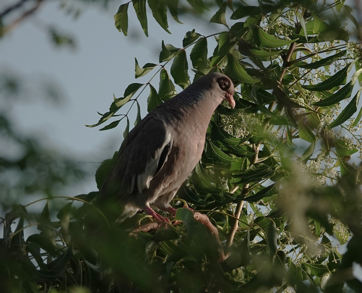 Bare-eyed Pigeon - ML622388598