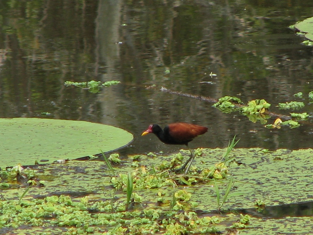 Jacana Suramericana - ML622388609