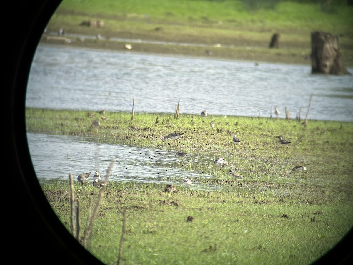 Stilt Sandpiper - ML622388610