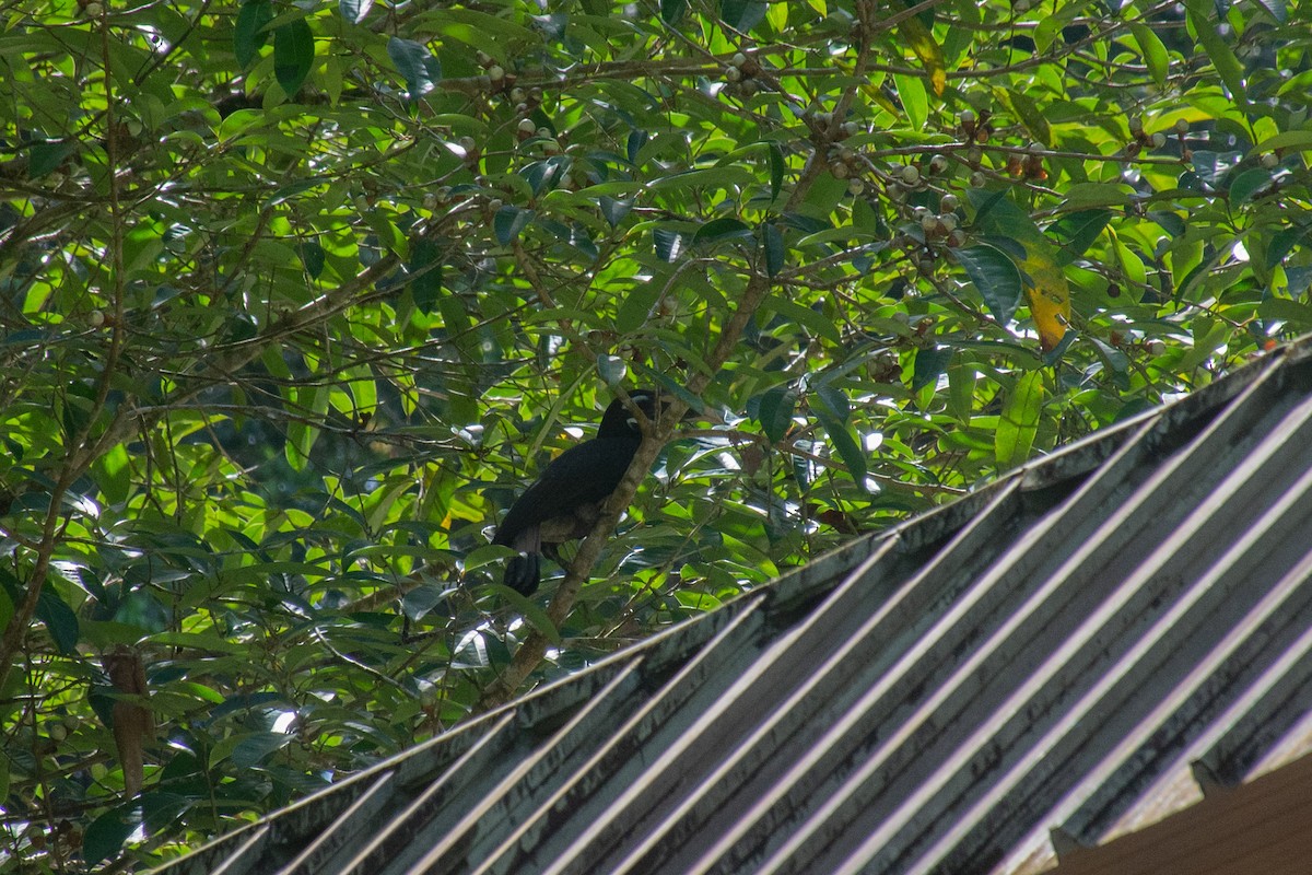 Bushy-crested Hornbill - ML622388639