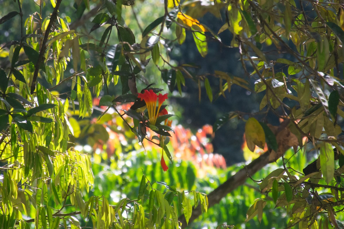 Long-billed Spiderhunter - ML622388642