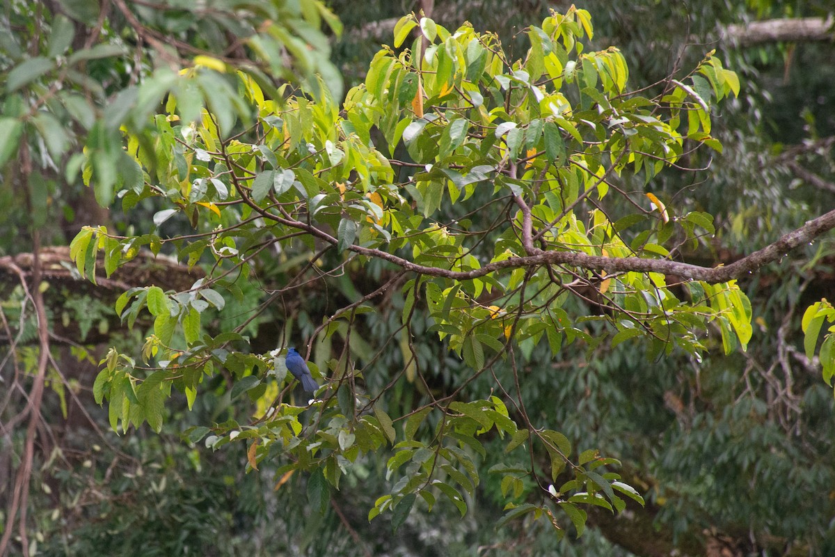 Black-naped Monarch - ML622388643