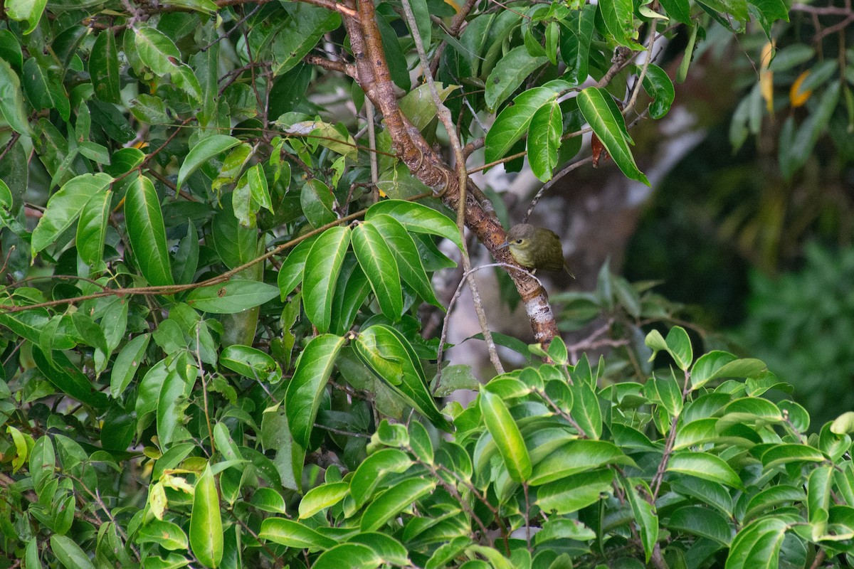 Hairy-backed Bulbul - ML622388647