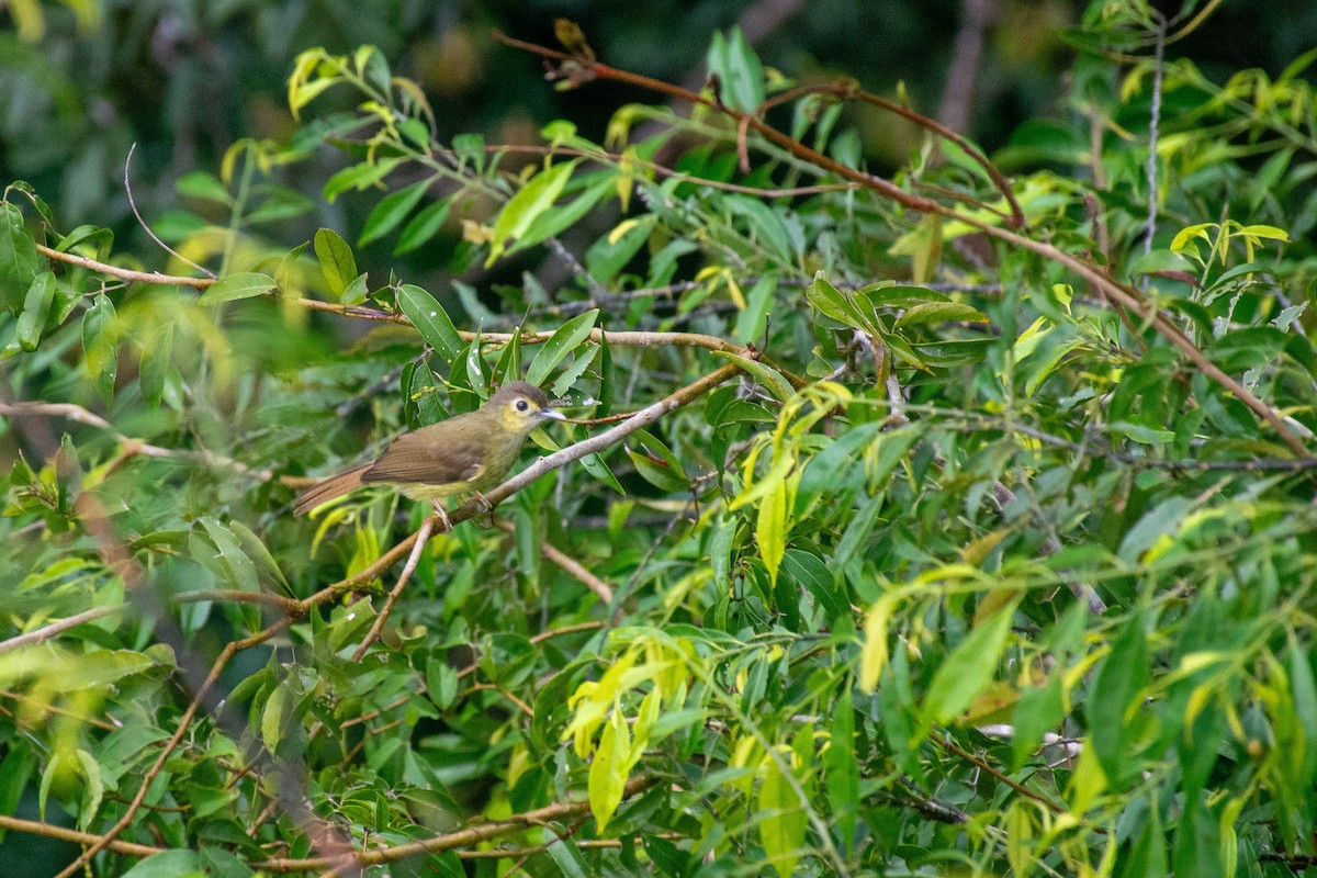 Hairy-backed Bulbul - ML622388648