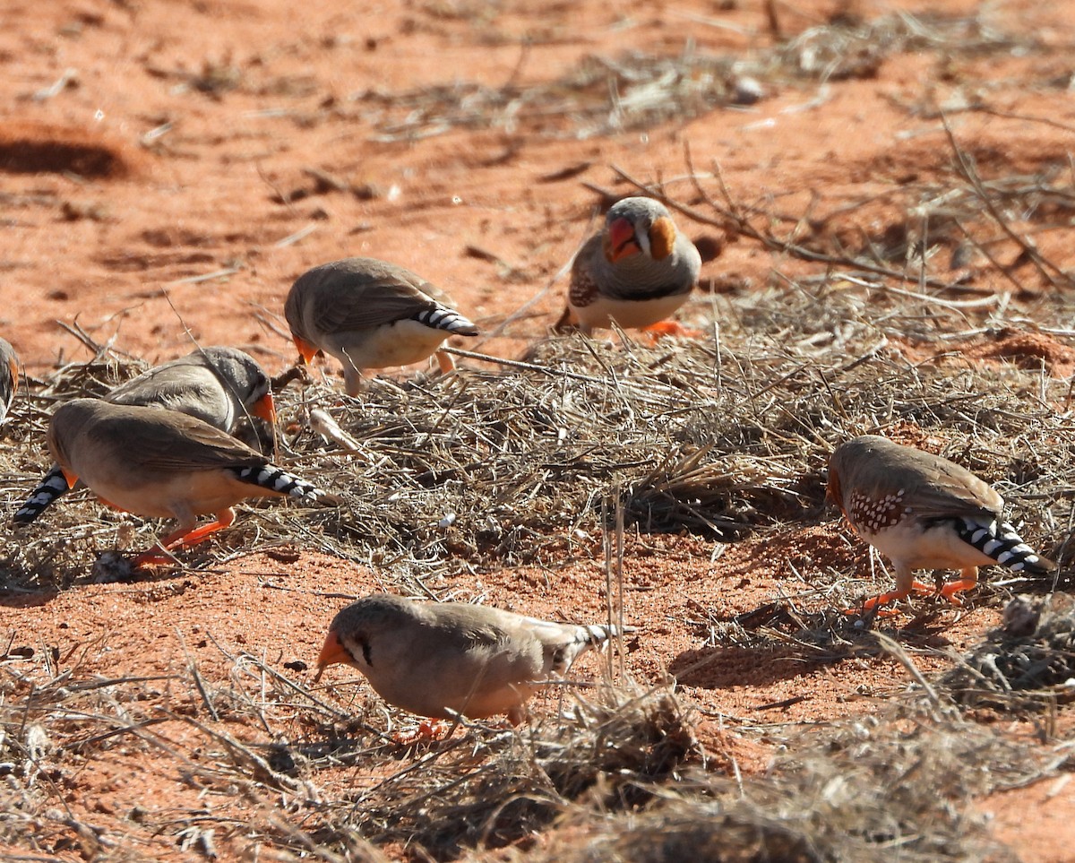 Zebra Finch (Australian) - ML622388655