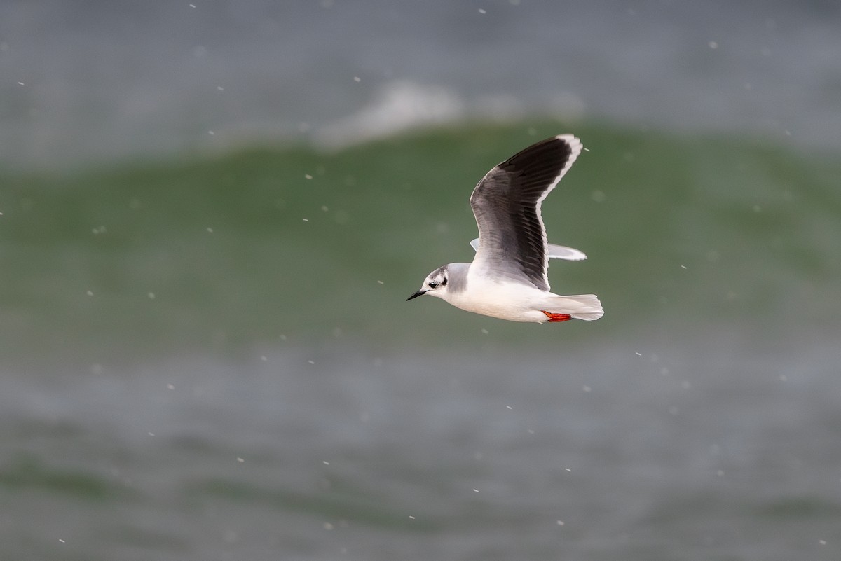 Little Gull - ML622388680
