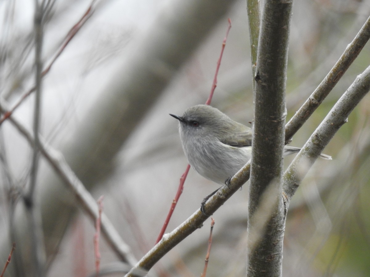 Gray Gerygone - ML622388722