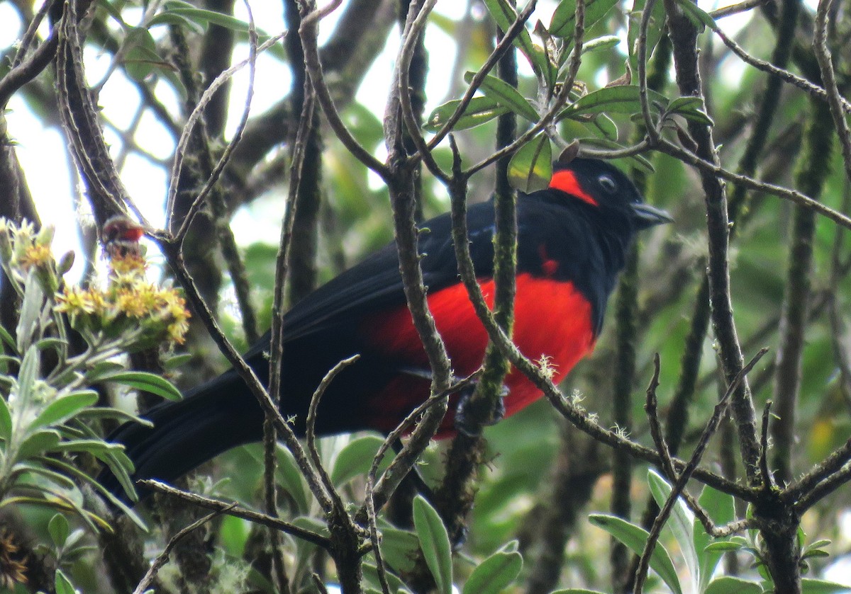 Scarlet-bellied Mountain Tanager - ML622388737