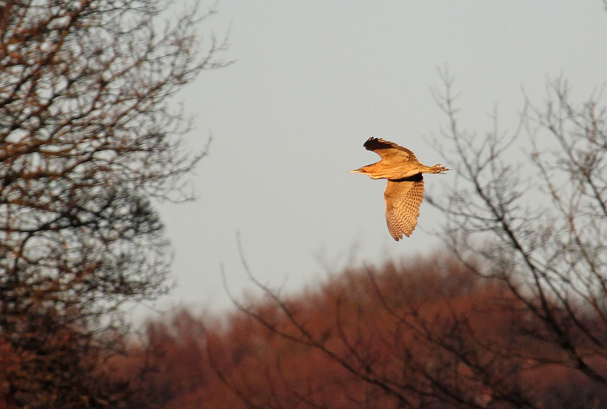 Great Bittern - Jonathan Farooqi