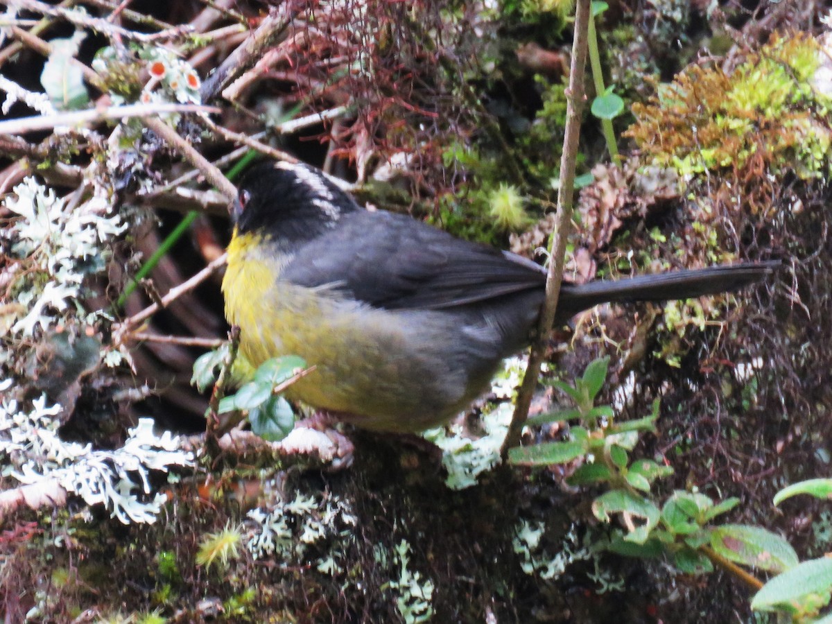 Pale-naped Brushfinch - ML622388809