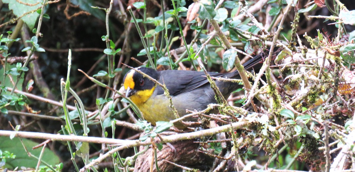 Pale-naped Brushfinch - ML622388810