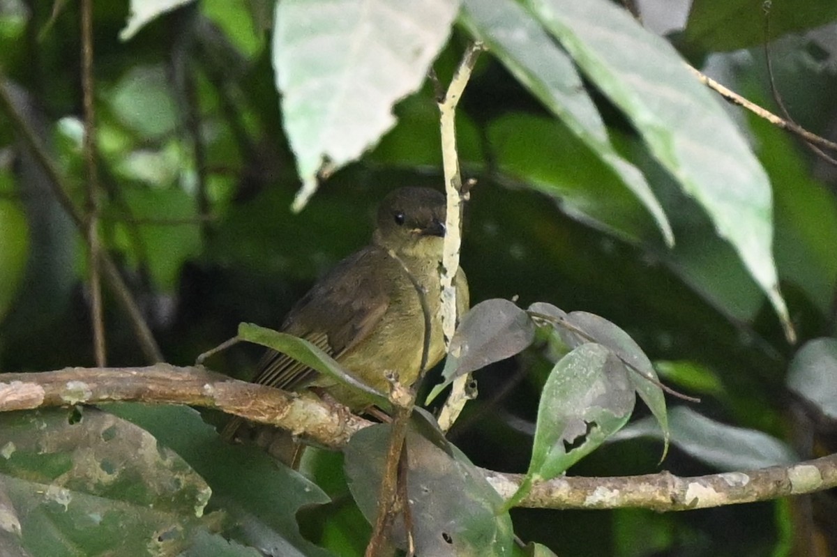 Little Greenbul - ML622388819