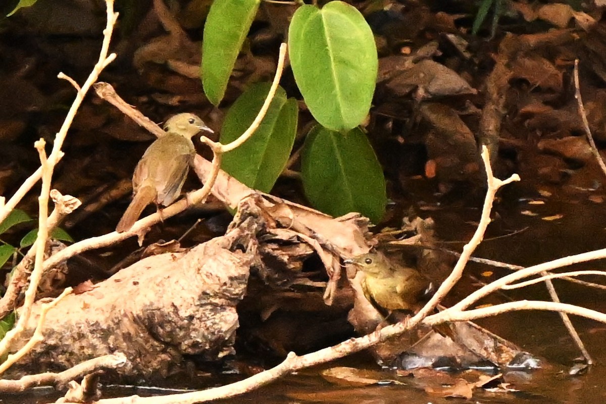 Little Greenbul - ML622388820