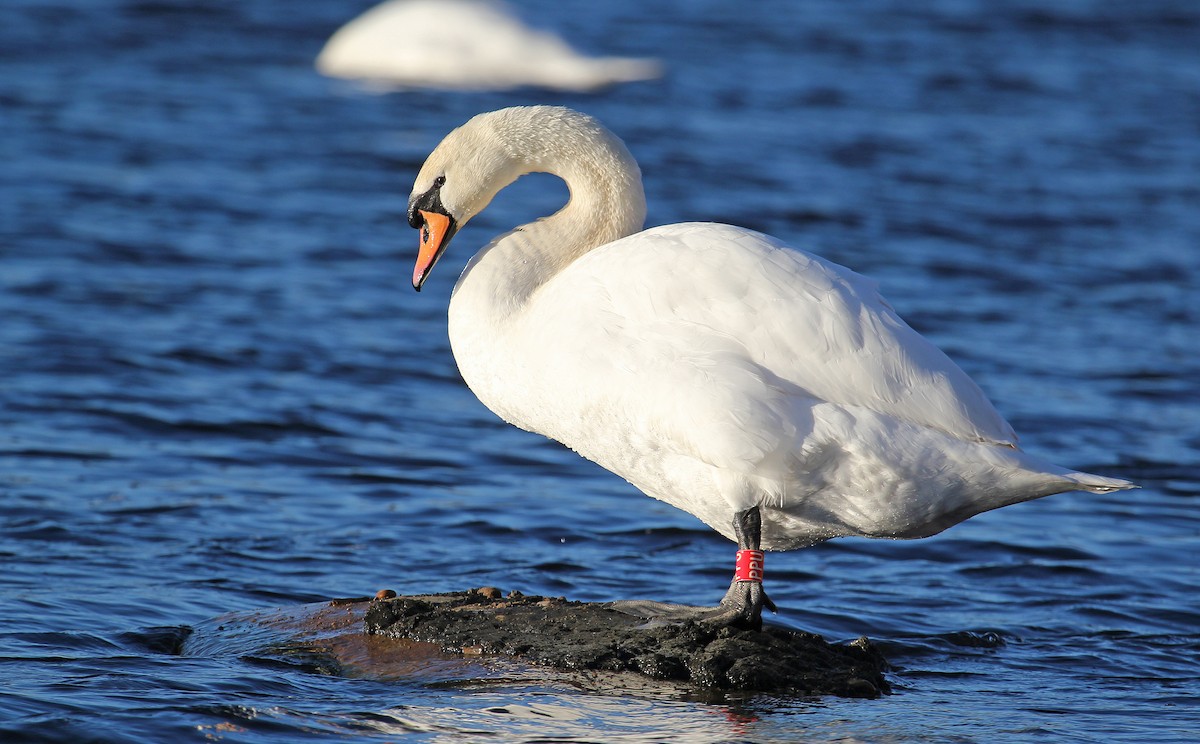 Mute Swan - Jonathan Farooqi