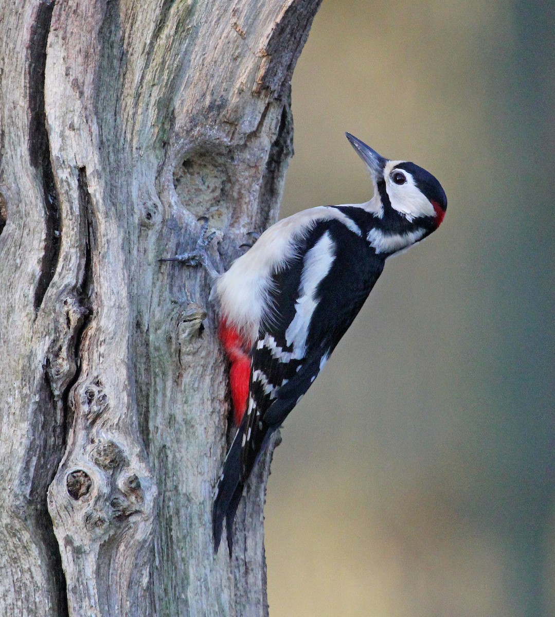 Great Spotted Woodpecker - Jonathan Farooqi