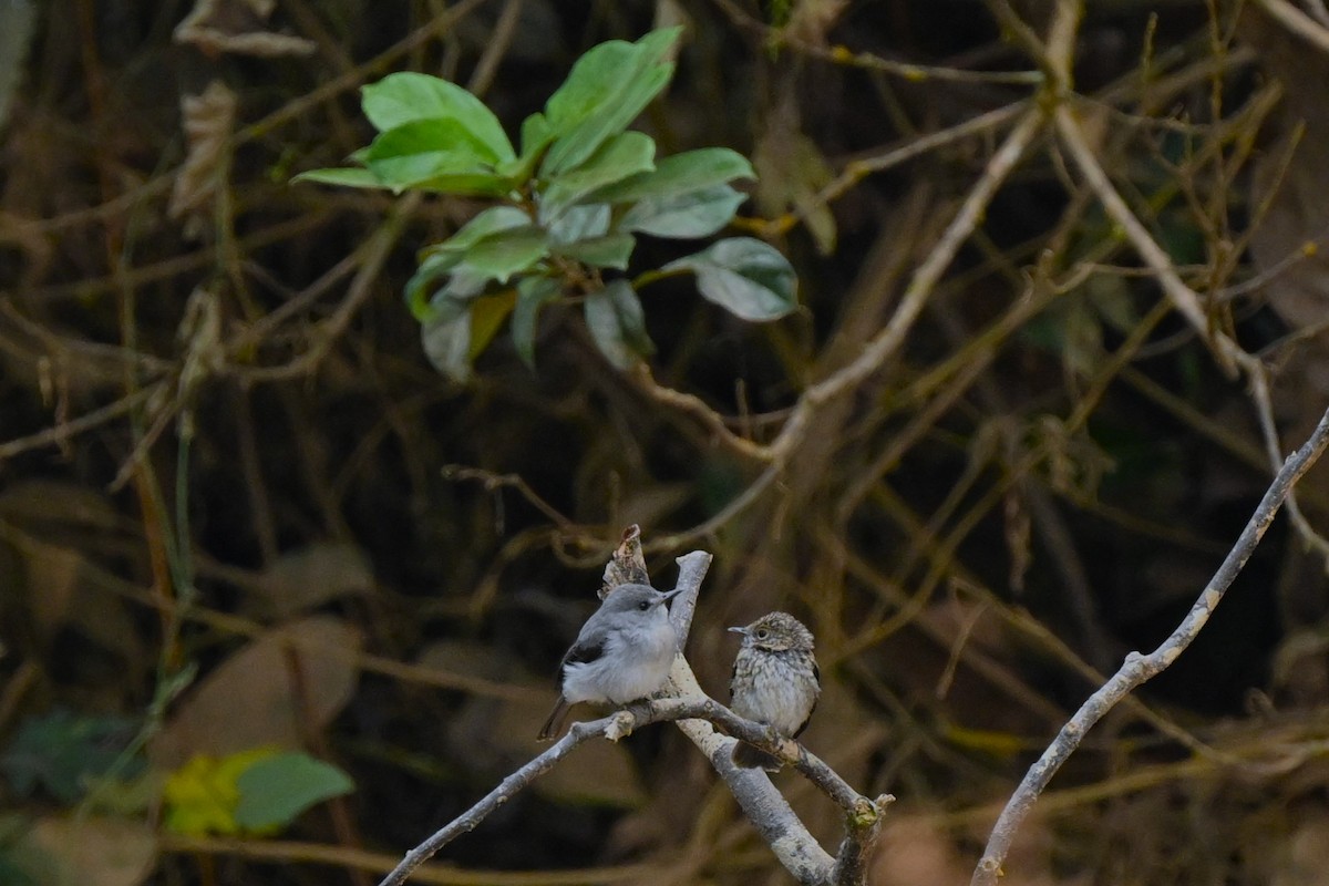 Cassin's Flycatcher - ML622388828