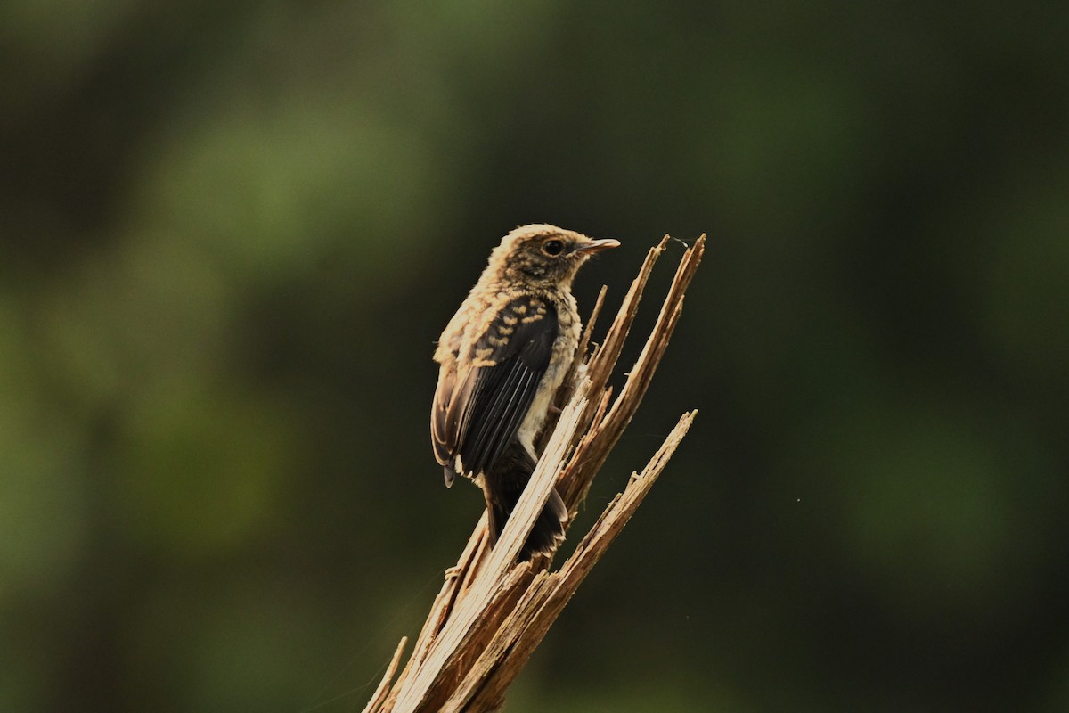 Cassin's Flycatcher - ML622388829