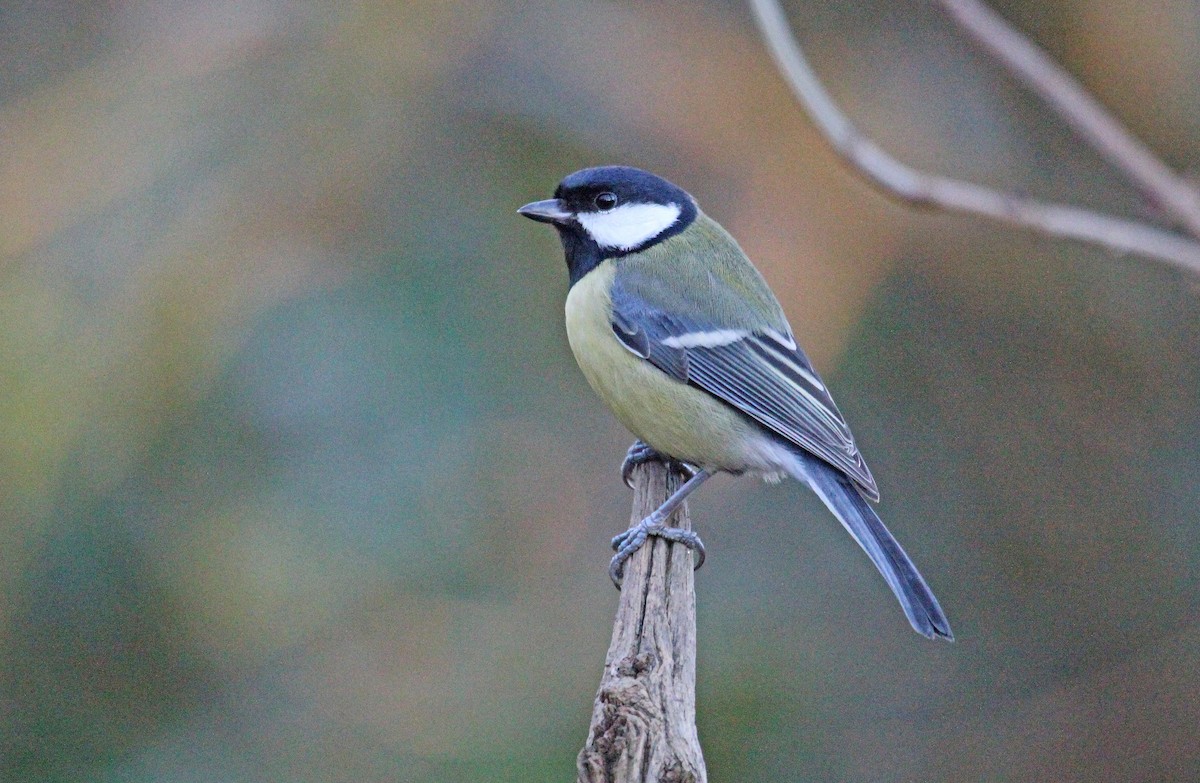 ירגזי מצוי - ML622388831