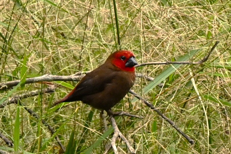 Black-bellied Seedcracker - Paul Dickson