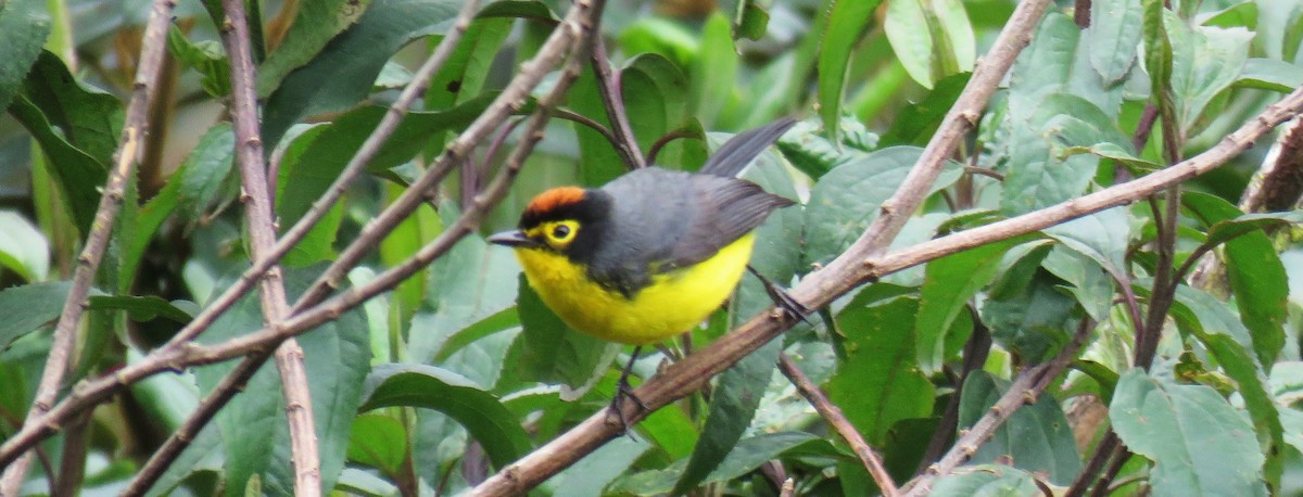 Spectacled Redstart - ML622388970