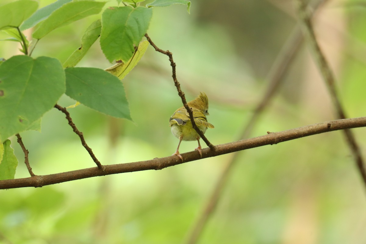 White-bellied Erpornis - ML622388981