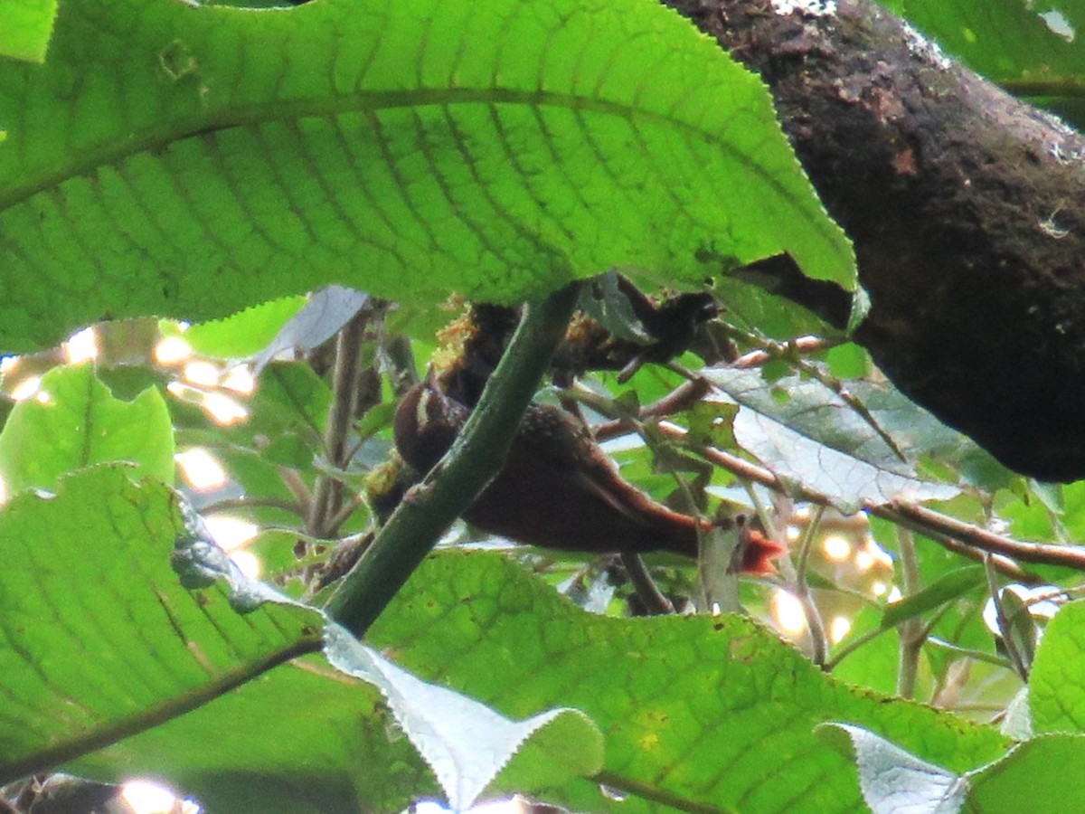 Pearled Treerunner - Michel Turcot