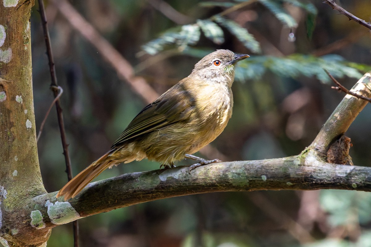 Little Greenbul - ML622389049