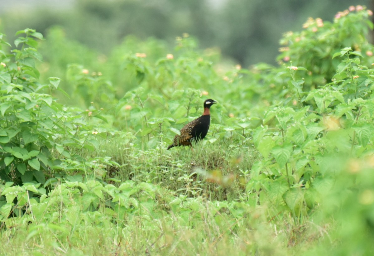 Black Francolin - ML622389059