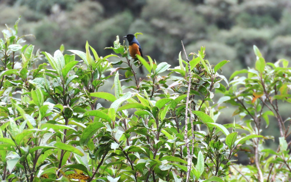 Blue-backed Conebill - ML622389100