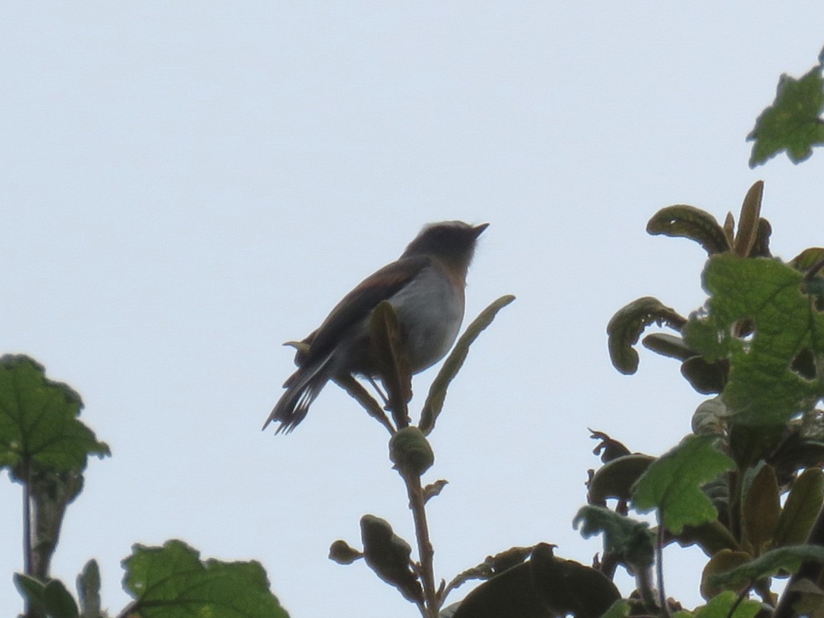 Rufous-breasted Chat-Tyrant - ML622389114