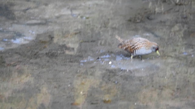 Australian Crake - ML622389130