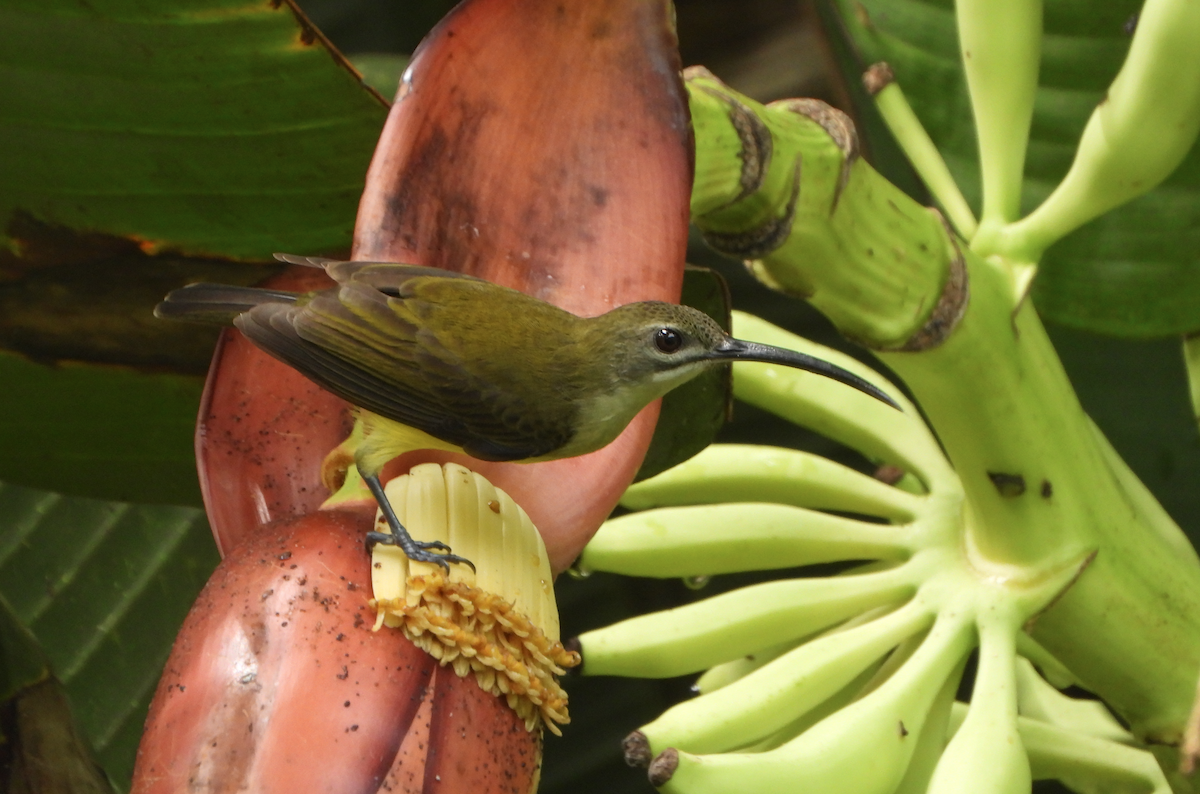 Little Spiderhunter - ML622389163