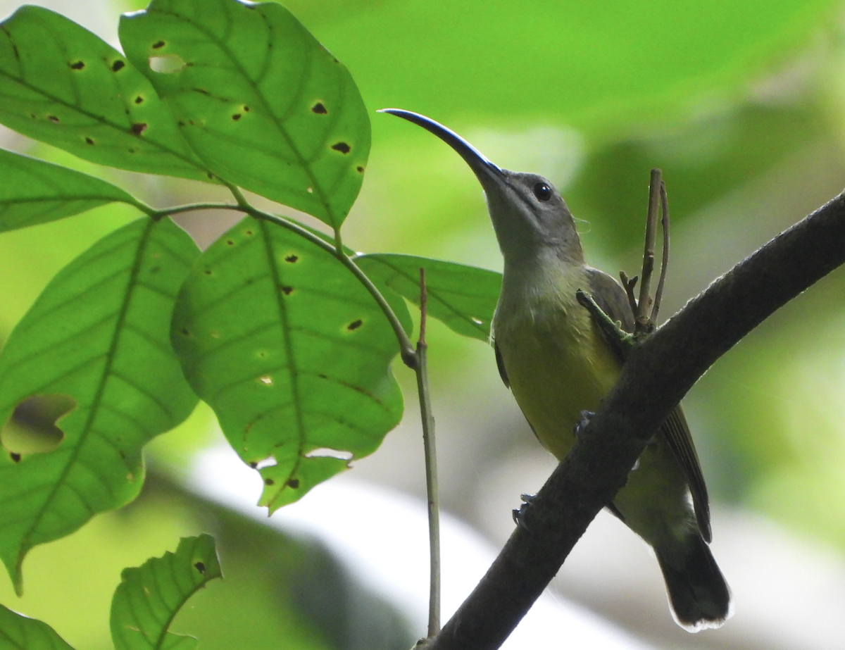 Little Spiderhunter - ML622389175