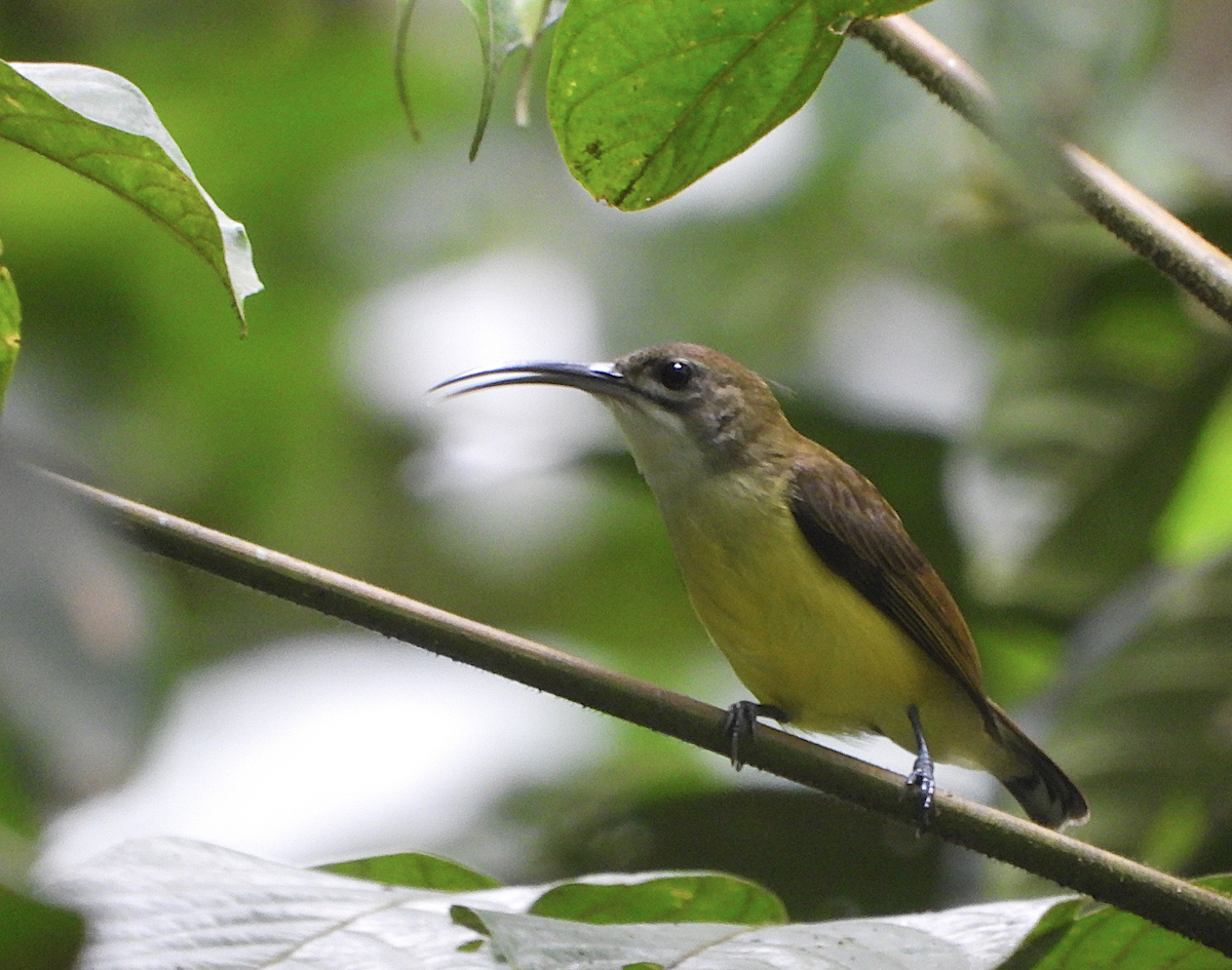 Little Spiderhunter - ML622389177