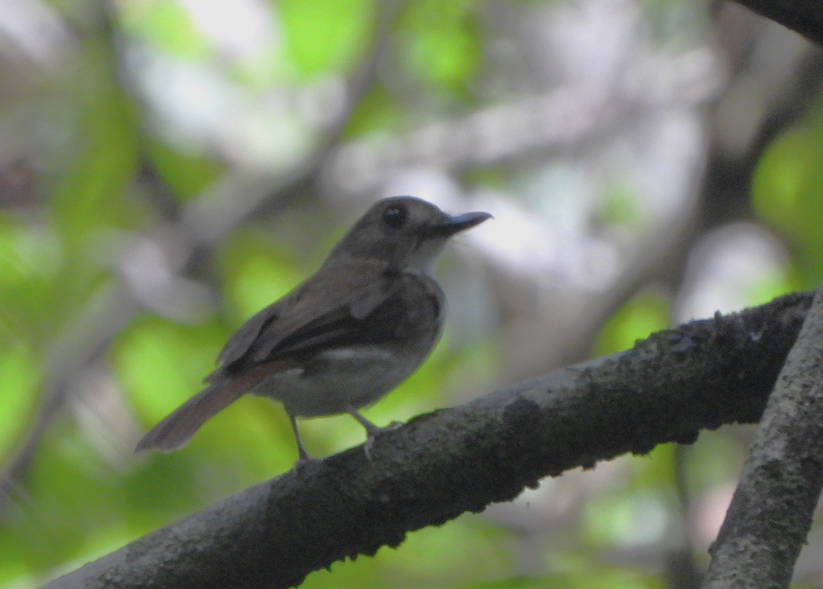 Gray-chested Jungle Flycatcher - Alfred McLachlan-Karr