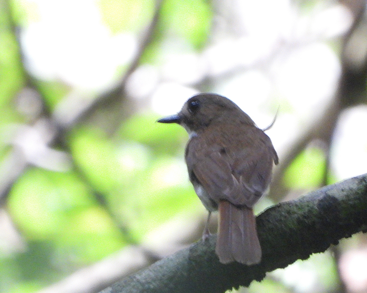 Gray-chested Jungle Flycatcher - ML622389181