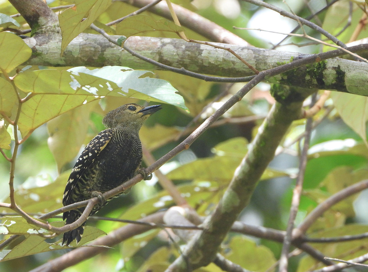 Buff-rumped Woodpecker - ML622389202