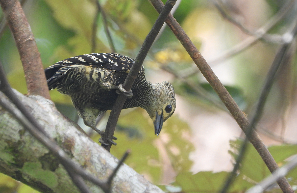 Buff-rumped Woodpecker - ML622389207