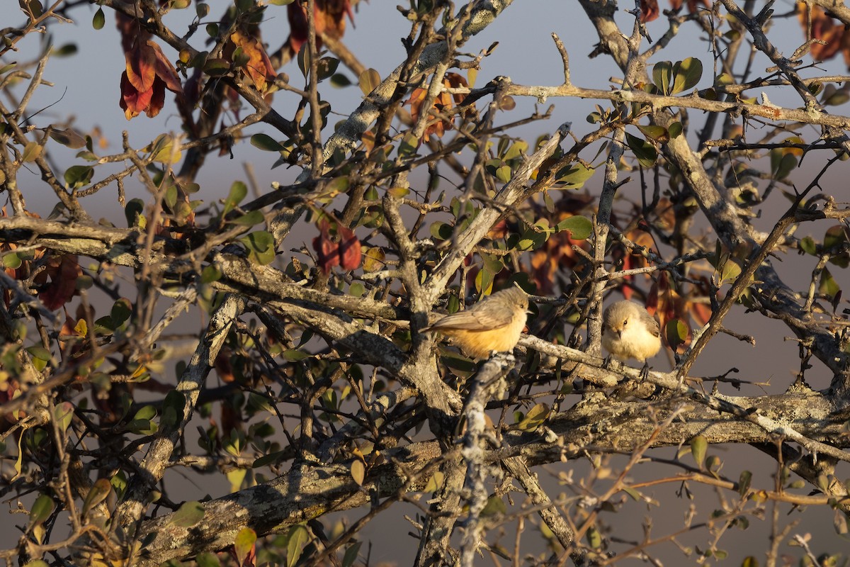 African Penduline-Tit - ML622389223