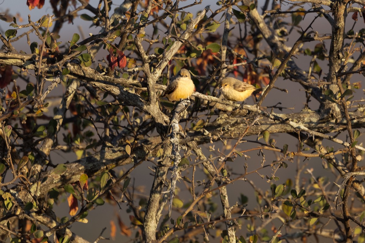 African Penduline-Tit - ML622389224