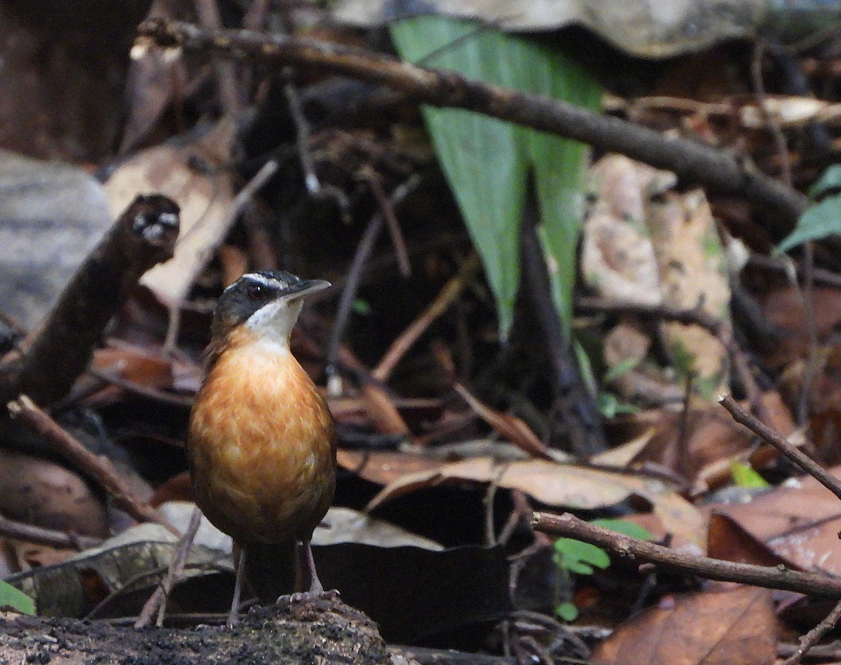 Bornean Black-capped Babbler - ML622389228