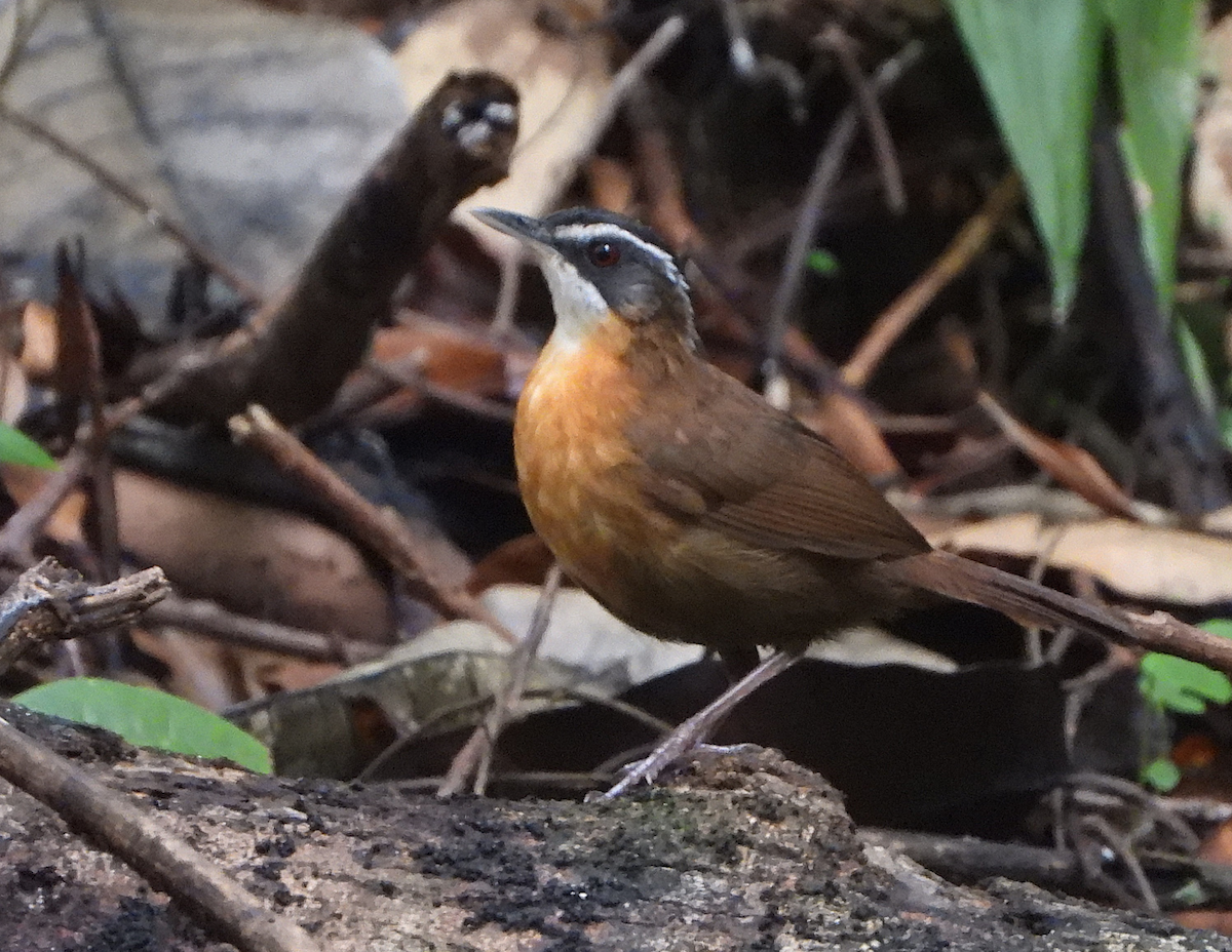 Bornean Black-capped Babbler - ML622389230