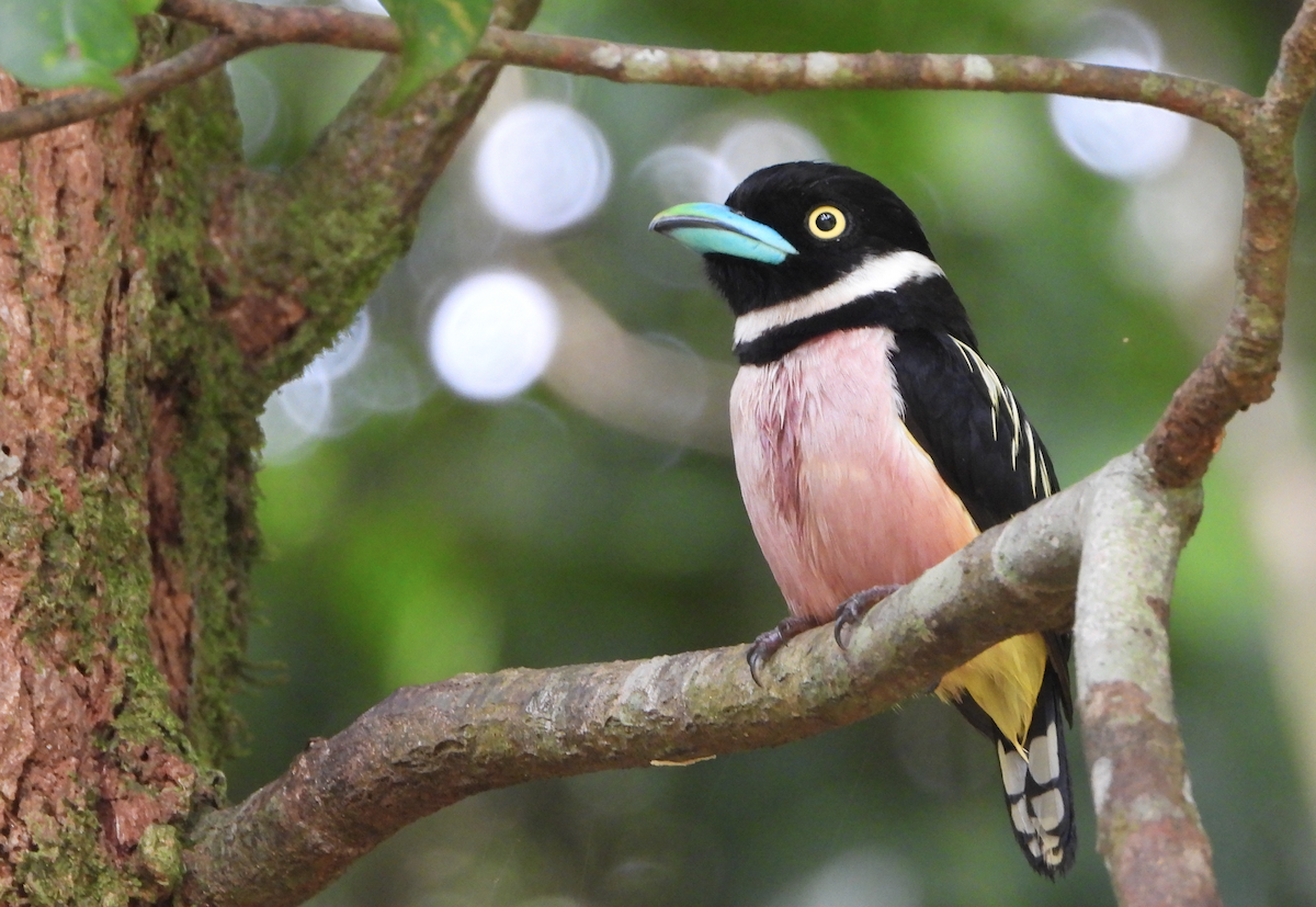 Black-and-yellow Broadbill - ML622389244