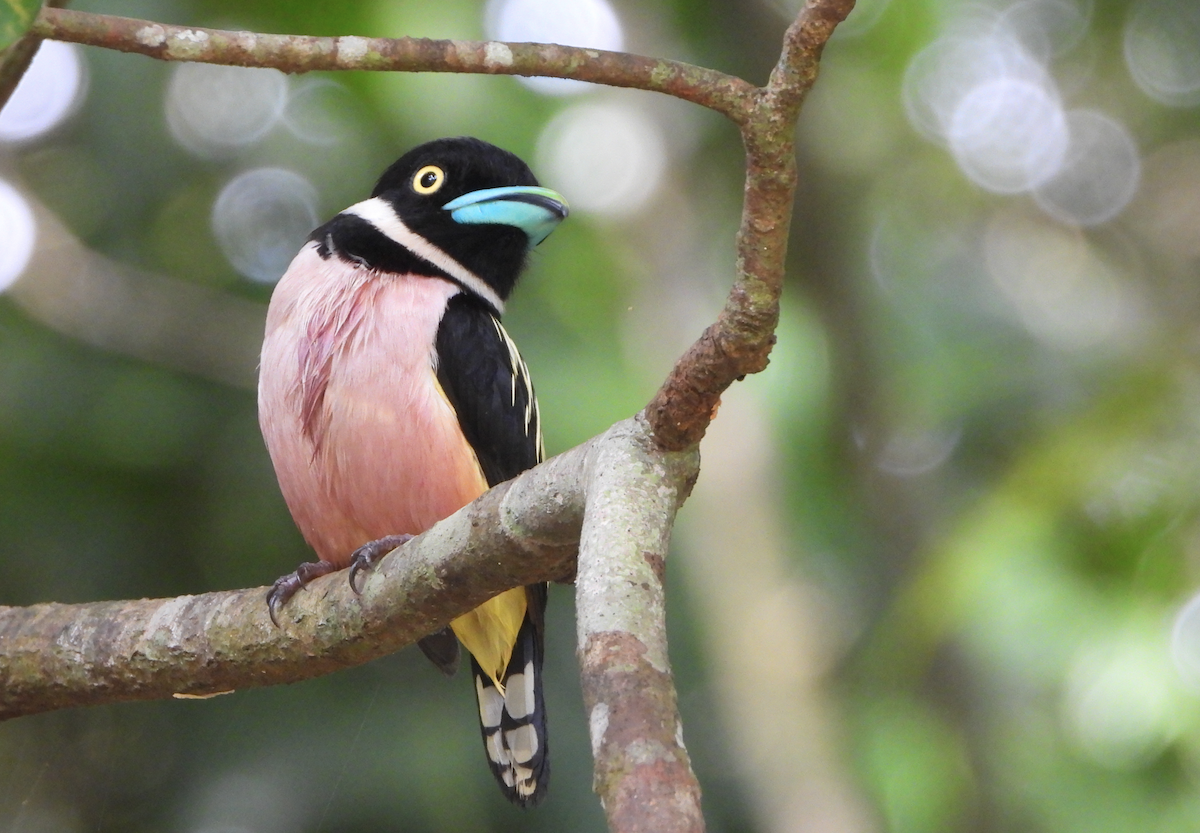 Black-and-yellow Broadbill - ML622389248