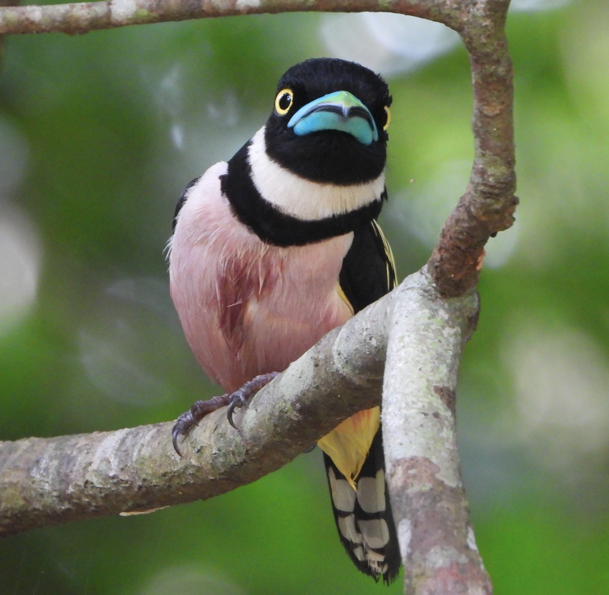 Black-and-yellow Broadbill - ML622389249