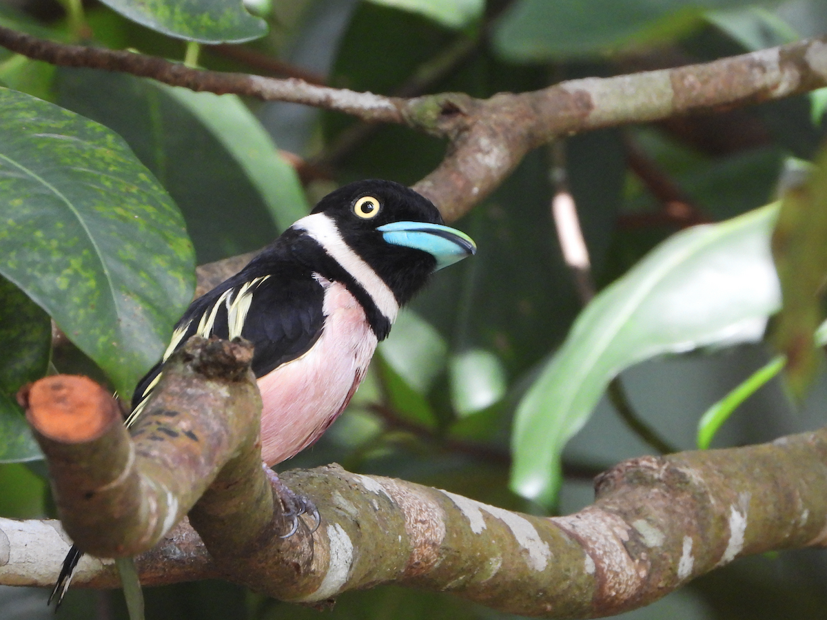 Black-and-yellow Broadbill - Alfred McLachlan-Karr